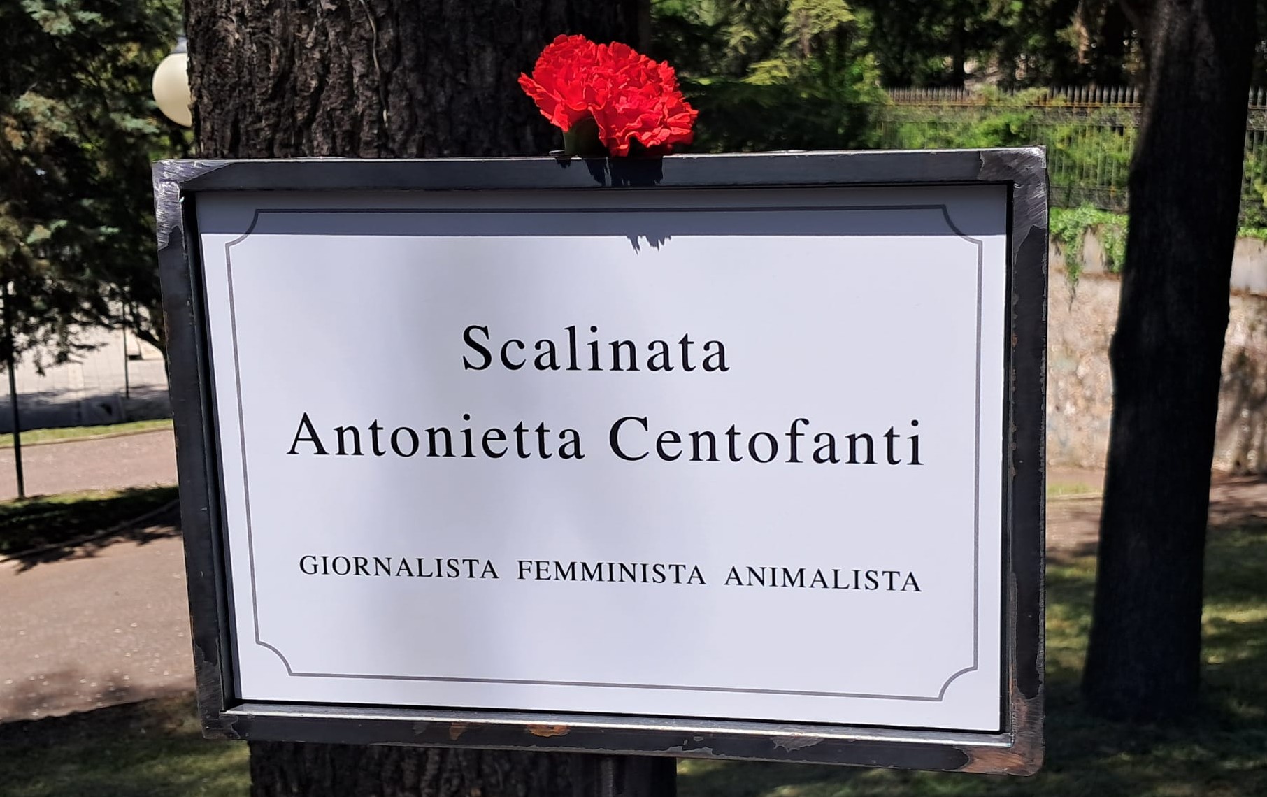 2026 05 09 antonietta banner